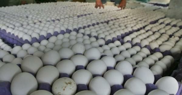تختيم بيض المستهلك بدعة قد تلهب الأسعار !!