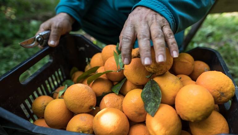 السورية للتجارة تحدد اسعار استجرار محصول الحمضيات من المزارعين