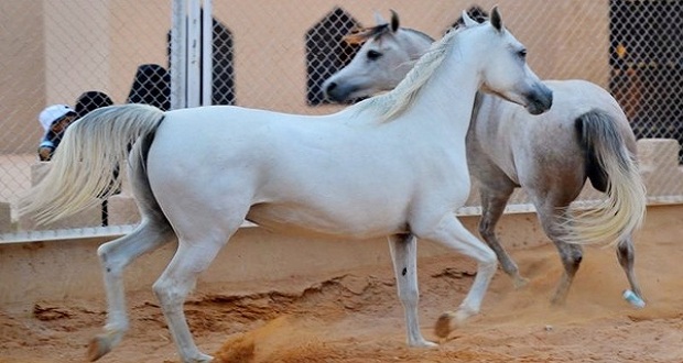 خيول عربية أصيلة في معرض دمشق الدولي
