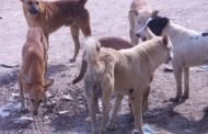 لا إصابات بداء الكلب في دير الزور.. 585 حالة عض خلال عام