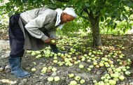 مجلس الوزراء: تعويضات بنحو 3 مليارات على مزارعي التبغ والتفاح