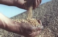 صفقات استيراد القمح: مليارات ضائعة.. وعقود تفصل حسب الشركات الموردة!