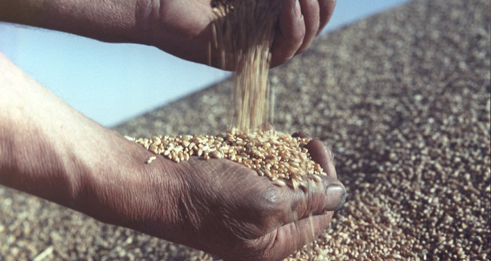 صفقات استيراد القمح: مليارات ضائعة.. وعقود تفصل حسب الشركات الموردة!