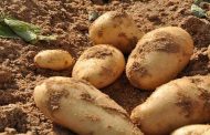 الزراعة: مشروع لإنتاج بذار البطاطا يوفر 25 مليون يورو