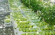 السويداء.. منح 400 شهادة منشأ لتصدير نحو 9 آلاف طن تفاح