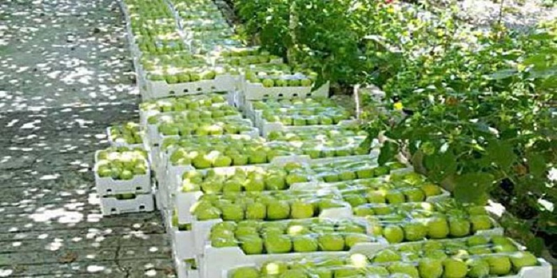 السويداء.. منح 400 شهادة منشأ لتصدير نحو 9 آلاف طن تفاح