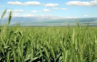 الريف الحموي: ترقب حذر لجني أفضل محصول حبوب منذ 20 عاماً.. مساحات الشعير تتفوق على القمح والبقوليات
