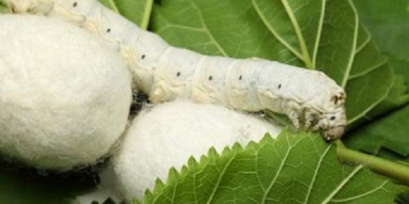 ثلاث وزارات واتحاد لإعادة إحياء صناعة الحرير الطبيعي