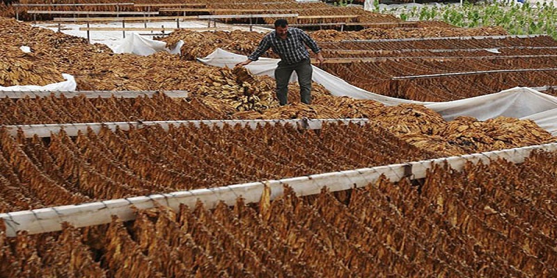 الحكومة تعلن عن اسعار استلام محصول التبغ من الفلاحين