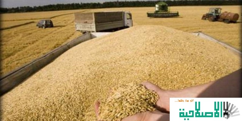 وزير الزراعة محمد حسان قطنا: استيراد 1,4 مليون طن من القمح الروسي. والأمطار تأخرت هذا العام