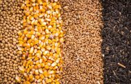 منظمة الأغذية والزراعة تتوقع حدوث إنخفاض حاد في المخزونات العالمية من الحبوب !