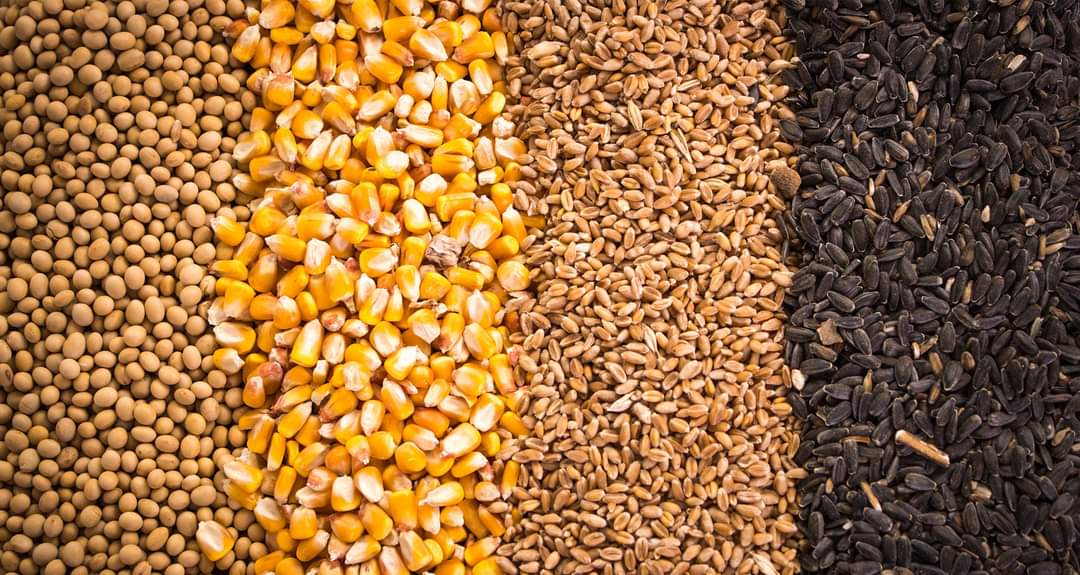 منظمة الأغذية والزراعة تتوقع حدوث إنخفاض حاد في المخزونات العالمية من الحبوب !