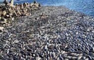 40 طناً من الأسماك اللبنانية النافقة إلى الأسواق المحلية.. وحماية المستهلك تحذر