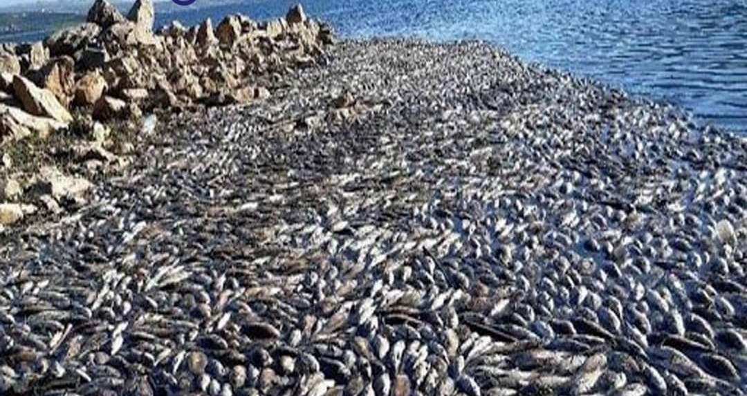 40 طناً من الأسماك اللبنانية النافقة إلى الأسواق المحلية.. وحماية المستهلك تحذر