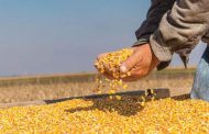 مؤسسة الأعلاف تعلن عن مناقصة لشراء 100 ألف طن من الذرة والشعير وكسبة فول الصويا