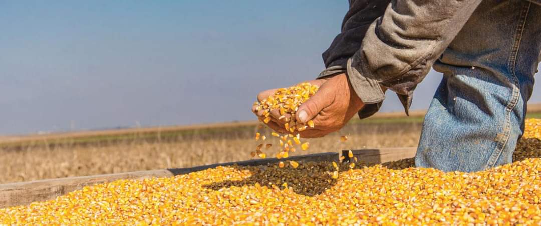 مؤسسة الأعلاف تعلن عن مناقصة لشراء 100 ألف طن من الذرة والشعير وكسبة فول الصويا